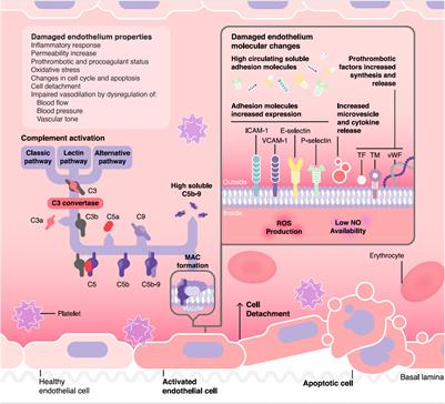 Complement Mediated Endothelial Damage in Thrombotic Microangiopathies